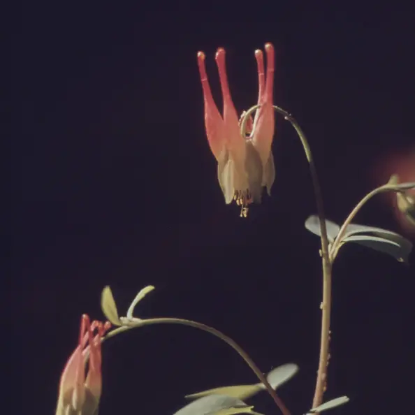 About Us Close up of two flowers on a dark background.