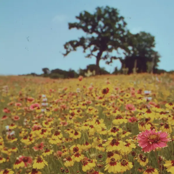 About Us Photo of a field full of flowers, a blue sky and a tree.