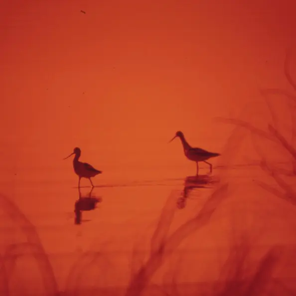 About Us Birds on a lake.